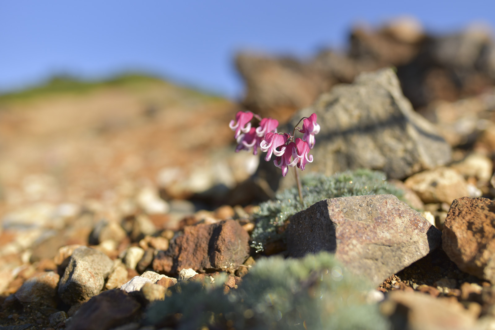 二建和注册会计师哪个好考 二建和注册会计师哪个好考