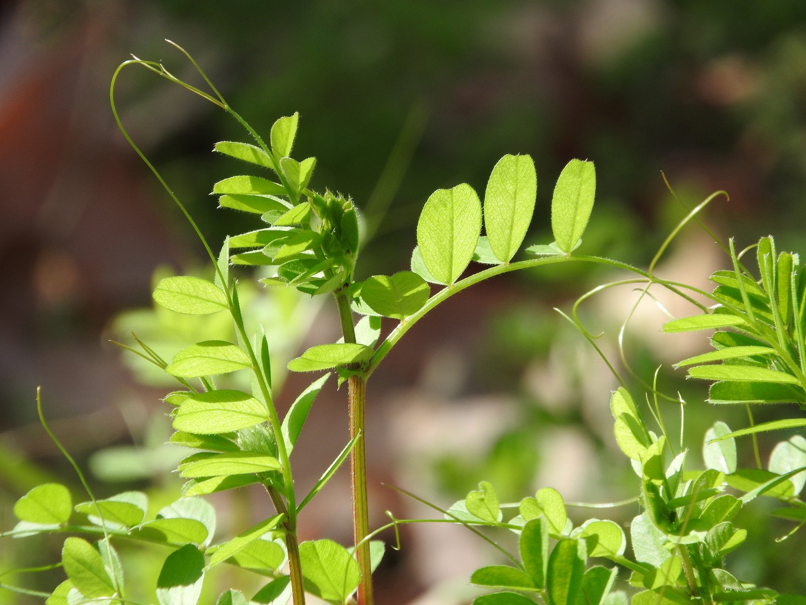 非师范类大专可以考教师资格证吗